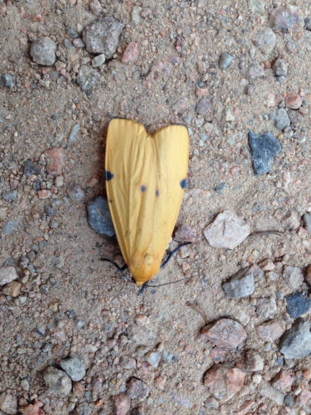 ID farfalla gialla notturna - Lithosia quadra